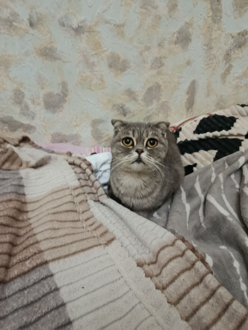 Şotland, Dişi, Yaxşı əllərə, Ünvandan götürmə — Pişiklər, Bakı (2)