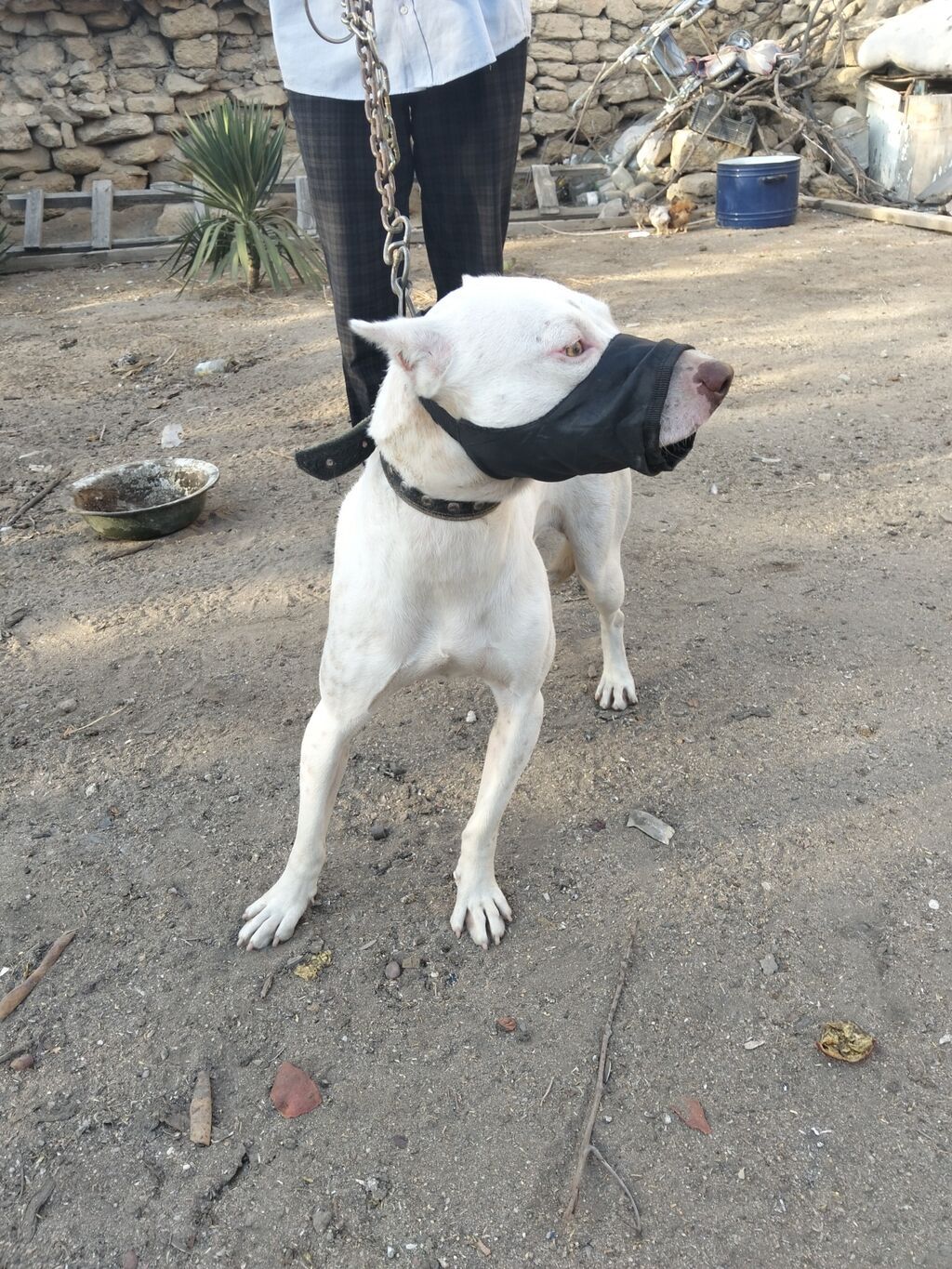 Pitbul, 1 il, Dişi, Peyvəndli — Köpəklər, Digah (3)