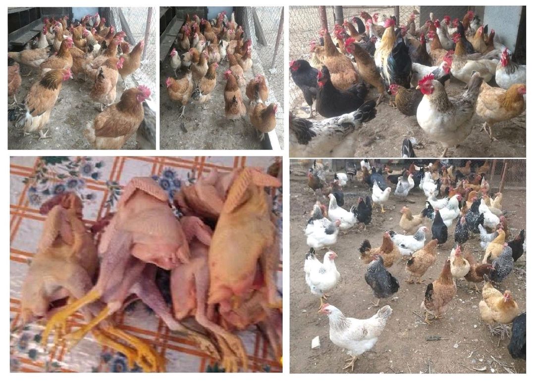 Yumurtlayan kənd toyuqları — Quşlar, Şirvan (5)