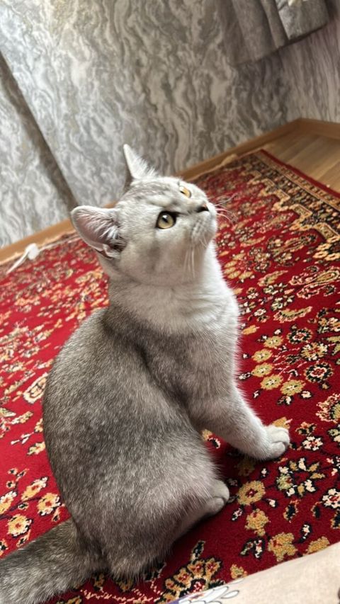 British Shorthair — Bakı