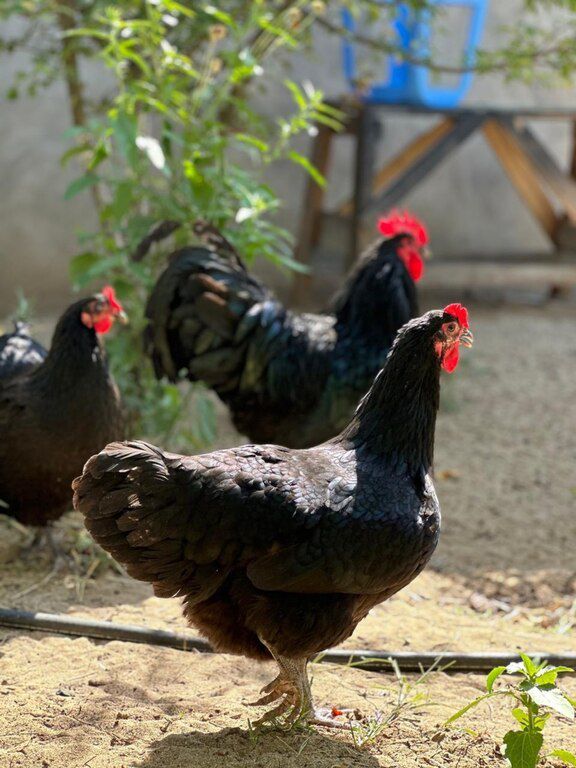 Avstralorp cücəsi — Quşlar, Bakı (4)