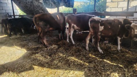 Danalar — 10 000 ₼ · Xudat · Kənd təsərrüfatı heyvanları Danalar — Xudat