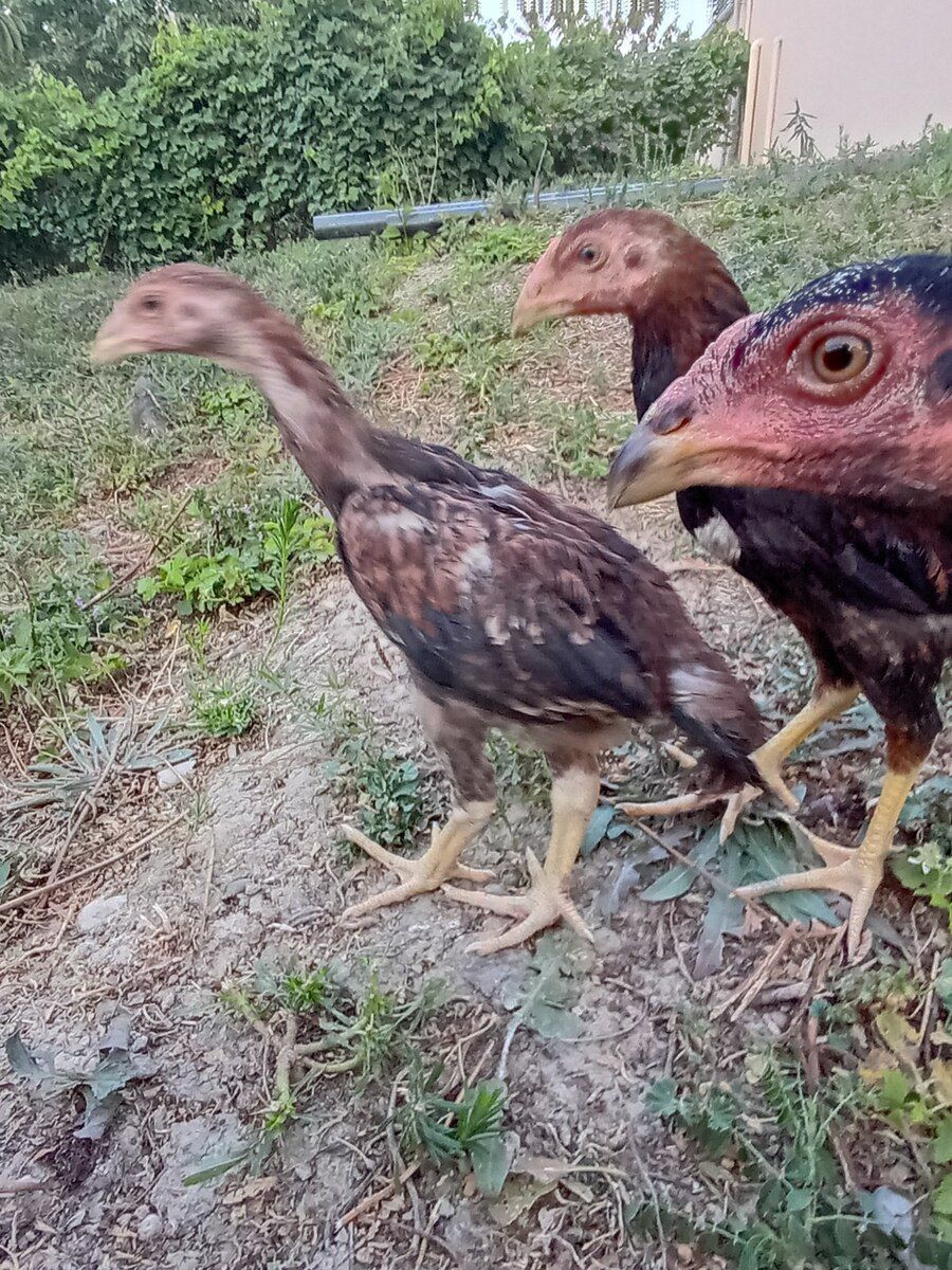Heyratı beçələr — Quşlar, Şabran (11)