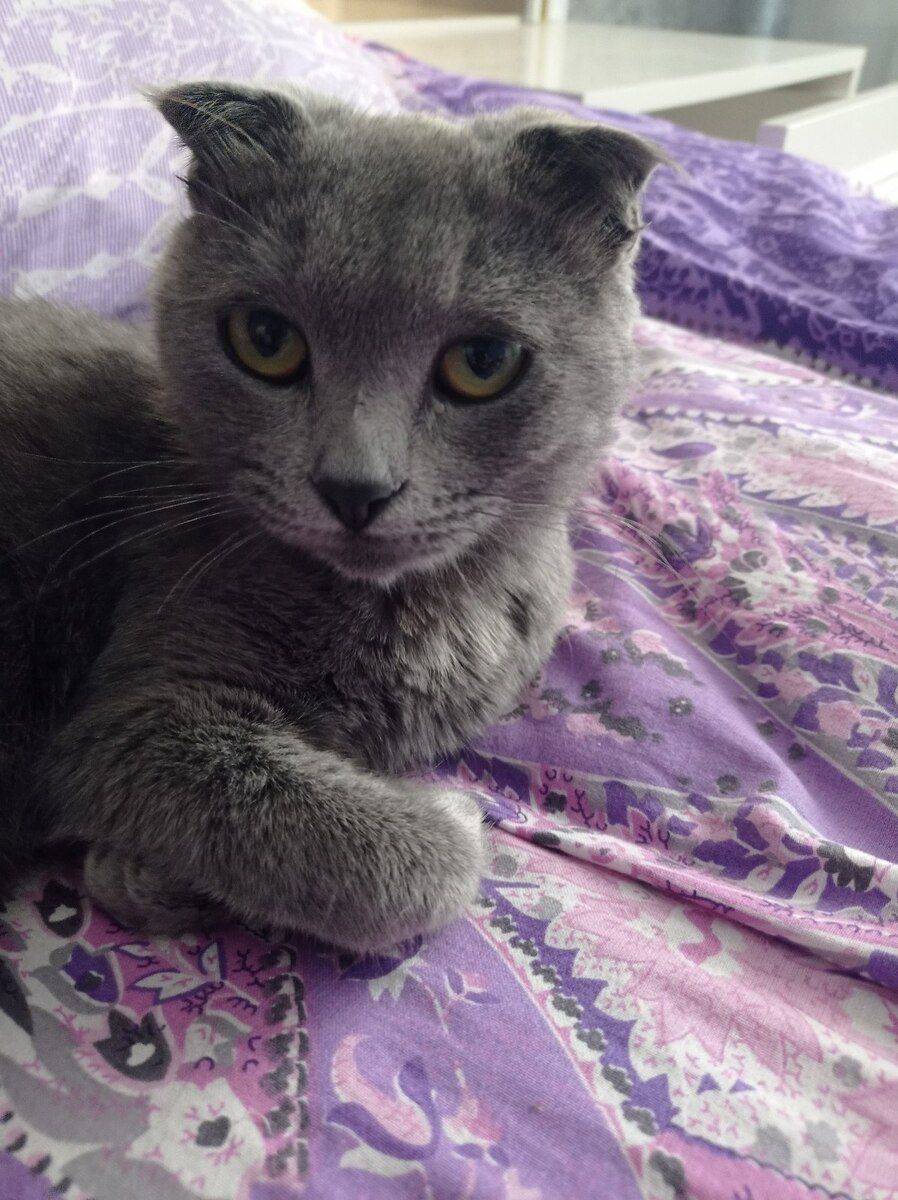 Şotland pişiyi — Pişiklər, Bakı