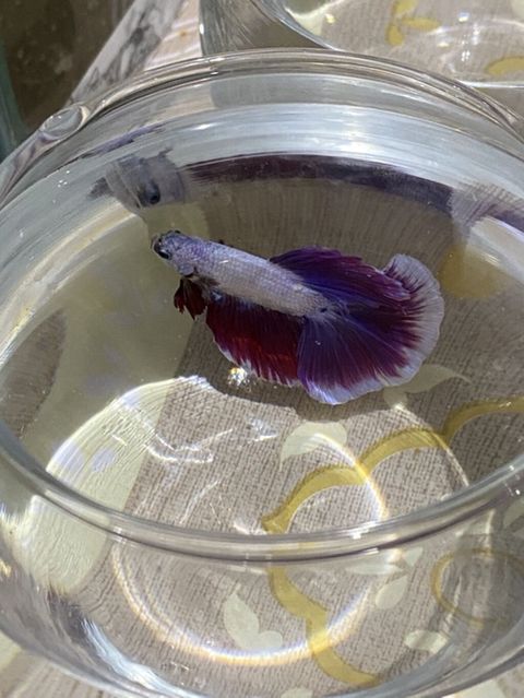 Betta (Petuşok balığı), Sülhsevər — 15 ₼ · Xırdalan · Akvariumlar və balıqlar Betta (Petuşok balığı), Sülhsevər — Xırdalan