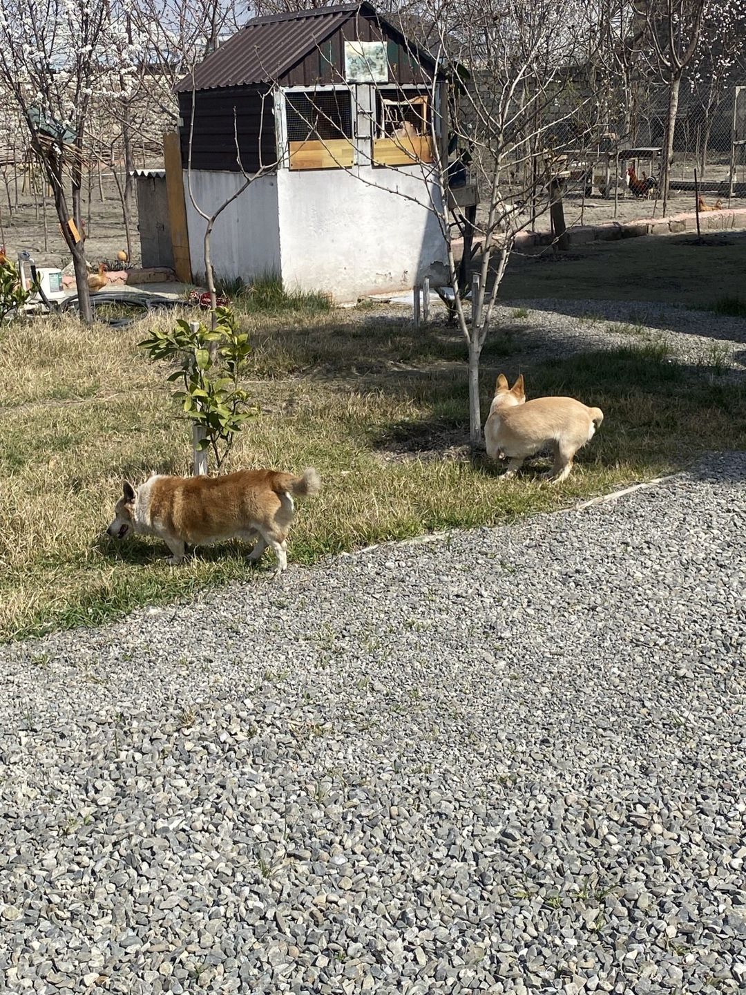 Cek Rassel Teryer — Köpəklər, Ağdaş (8)