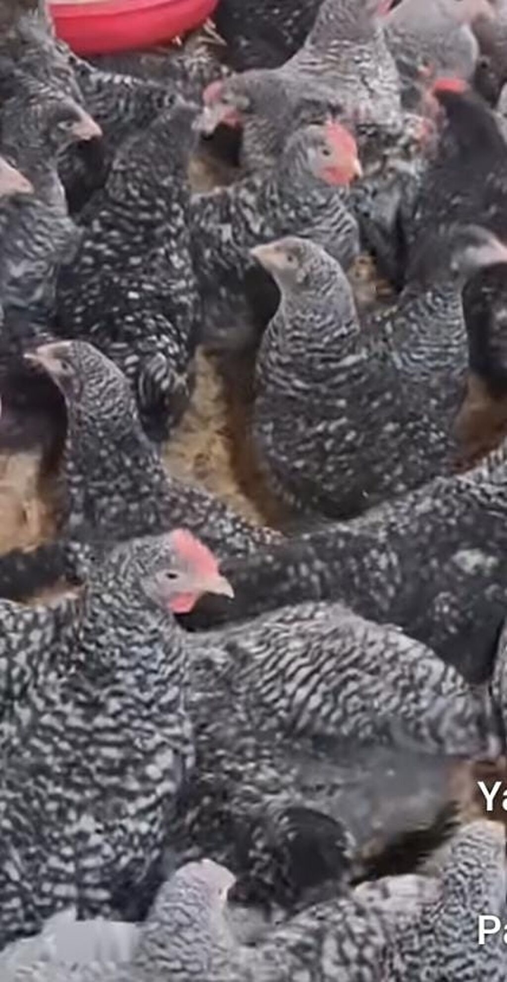 Xarkovlar satılır 4 aylıqdılar vaksin olunublar hövsan kəndi kənd — Digərləri, Bakı