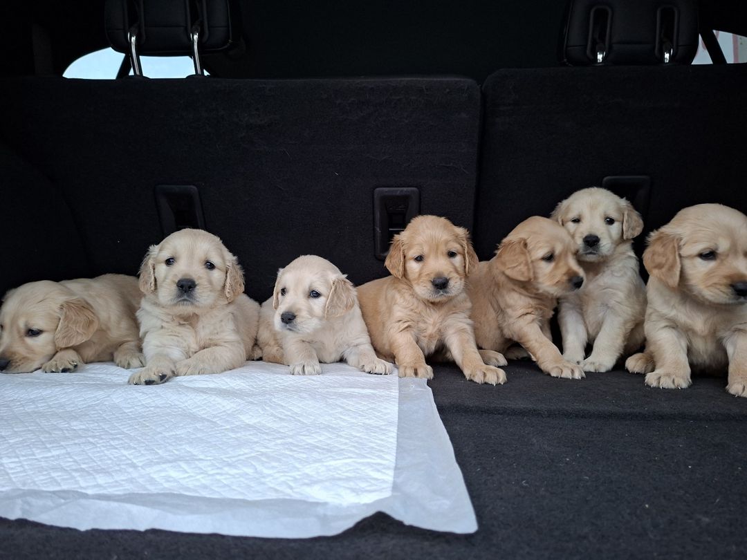 Golden Retriever — Köpəklər, Bakı (3)