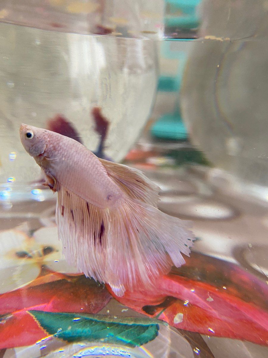 Betta balığı — Akvariumlar və balıqlar, Xırdalan (2)