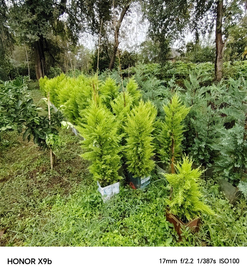 Thuja (Qızıl şam, leylandi tipli dekorativ iynəyarpaq) fidanları — Bitkilər, Astara (3)