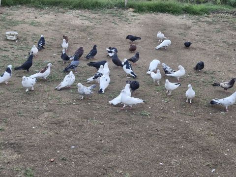 Goyerçinler satılır 40 denedi hoptum satılır — 3 ₼ · Digah · Göyərçin Goyerçinler satılır 40 denedi hoptum satılır — Digah