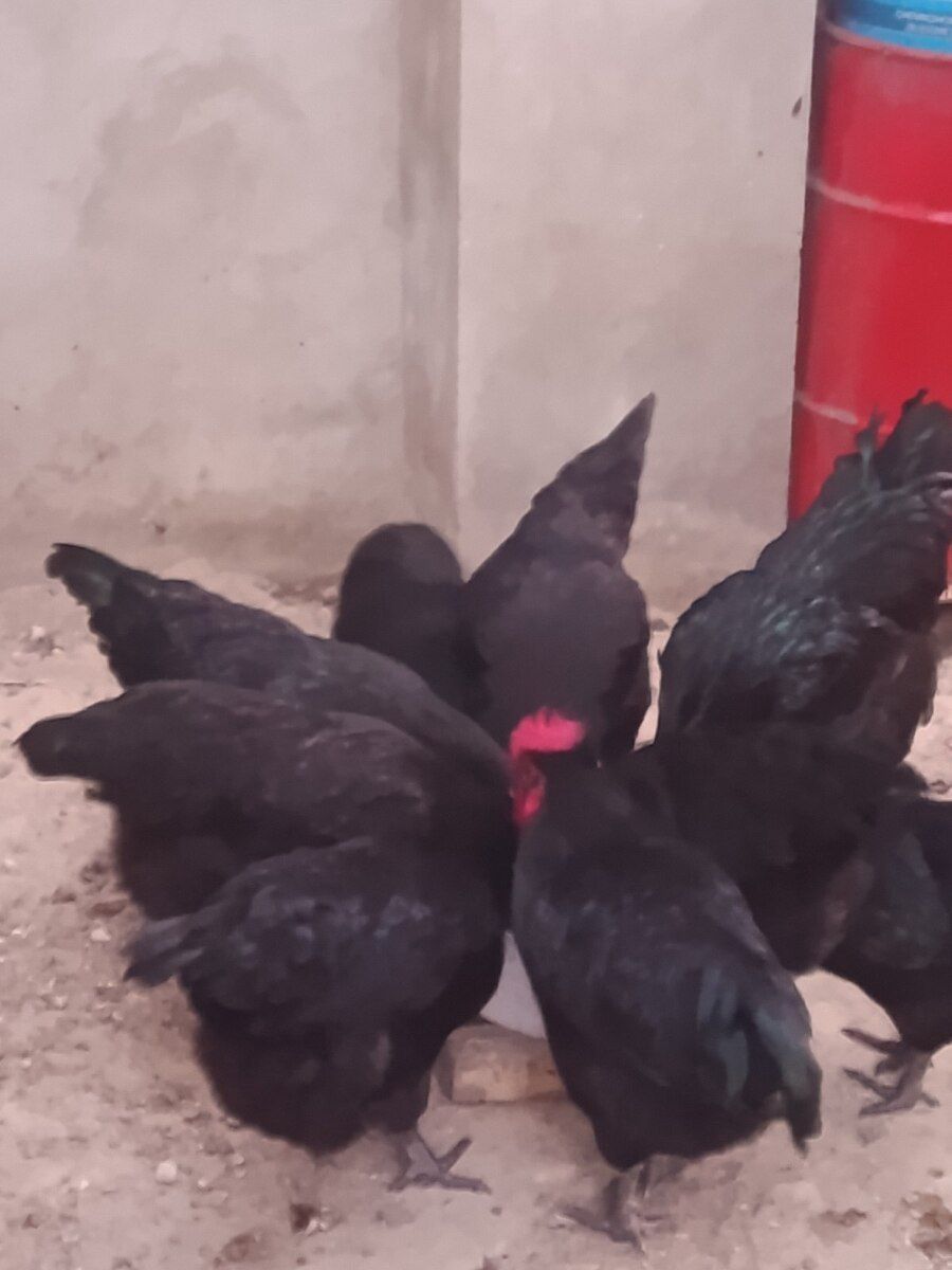 Avstralorp toyuqları və xoruzları — Quşlar, Bakı (3)
