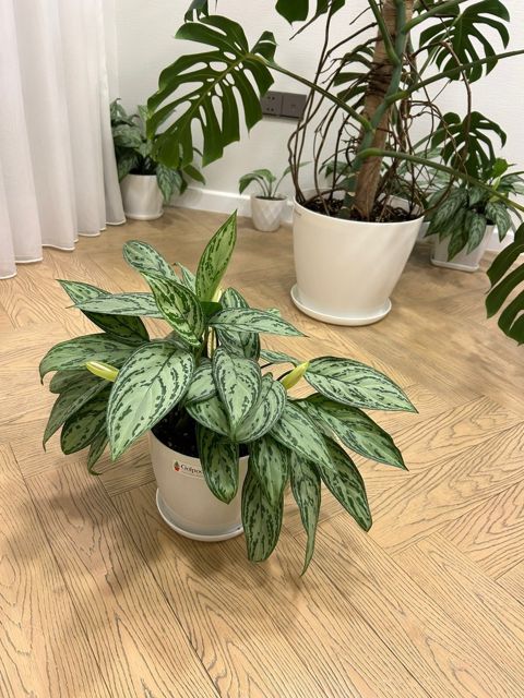 Aglaonema — Bakı