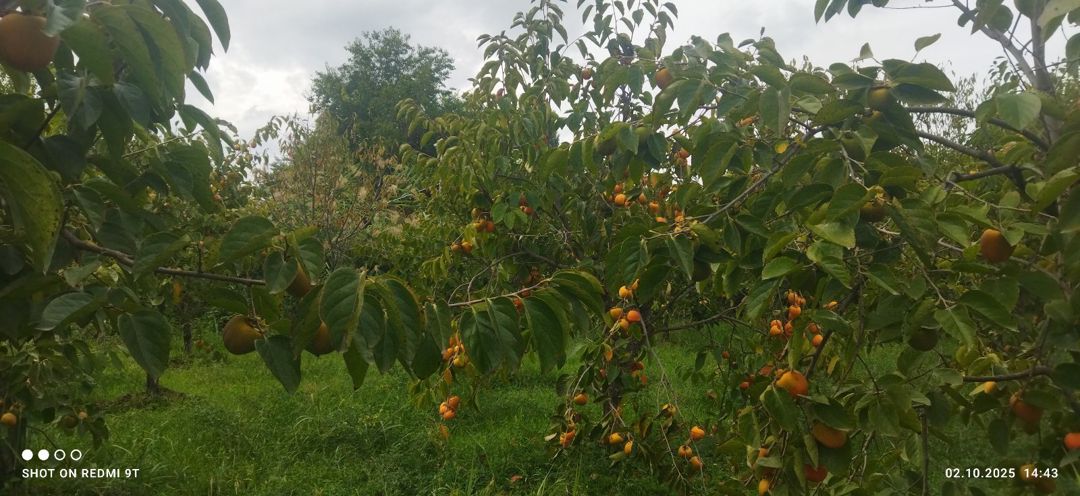 15 sot torpaq sahəsi, Ağdaş r — Torpaq, Ağdaş (10)