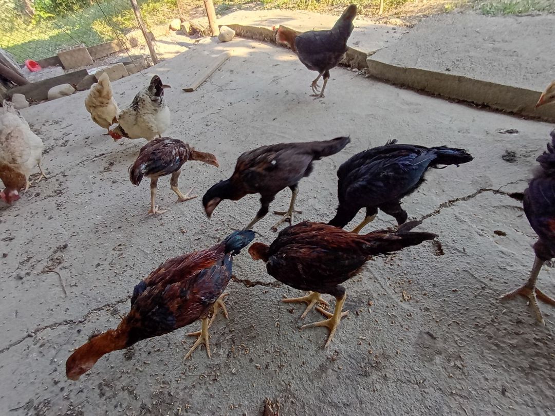 Heyratı beçələr — Quşlar, Şabran (12)
