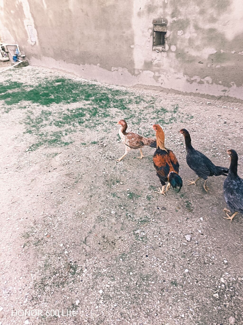 1əded xoruz 8ayliqdi 4dene fere 5ayliqdi Hamisi Birlikde Satilir — Toyuq və xoruz, Bakı (5)