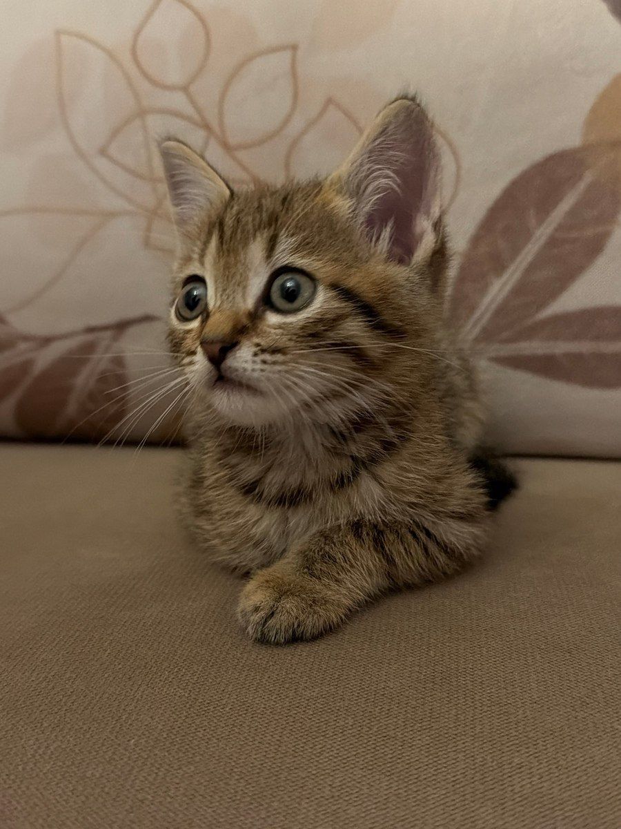 Tabby pişiyi — Pişiklər, Bakı (3)
