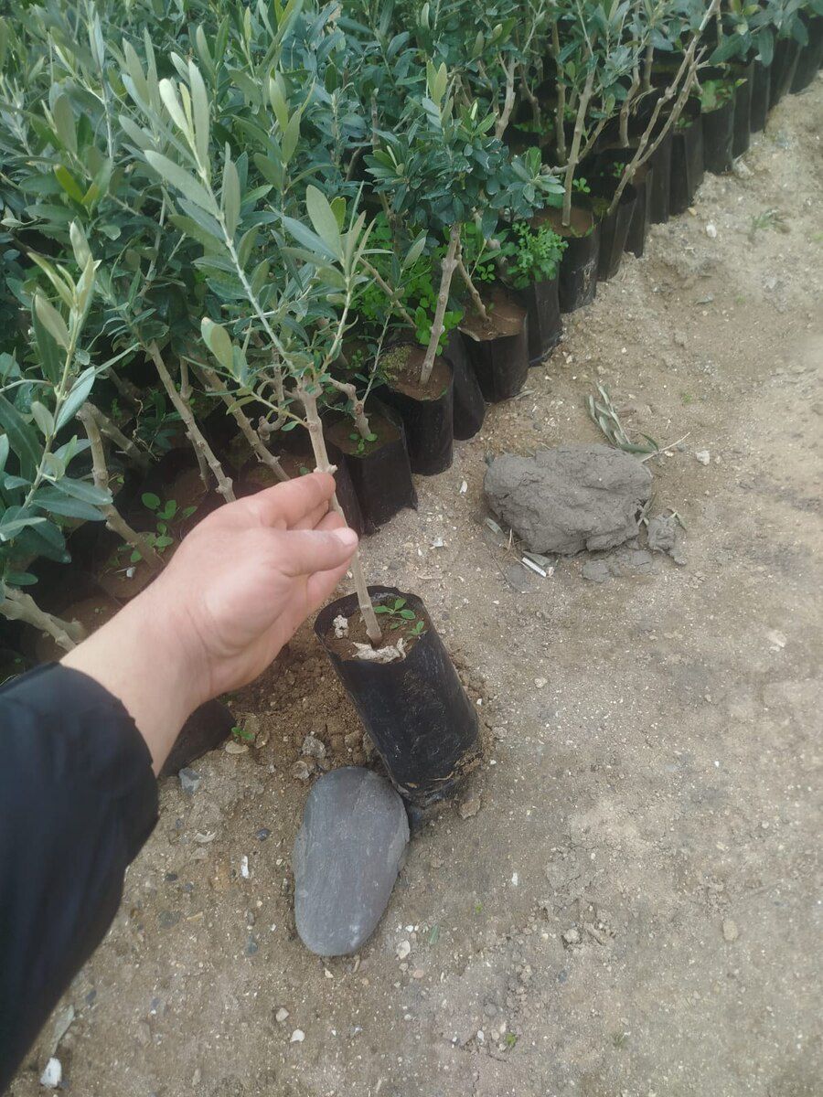 Zeytun ağacı — Bitkilər, Bakı (2)