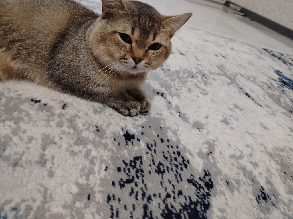 Britan, Erkək, Ödənişli çatdırılma — Pişiklər, Digah (3)