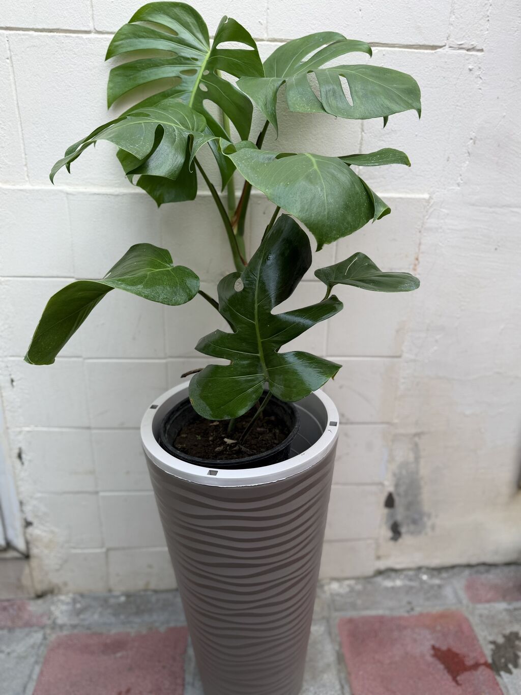 Monstera qiymət 15-25-30azn. Çatdırılma Şamaxinka. Ünvana boltla — Qapı bitkələri, Masazır (2)