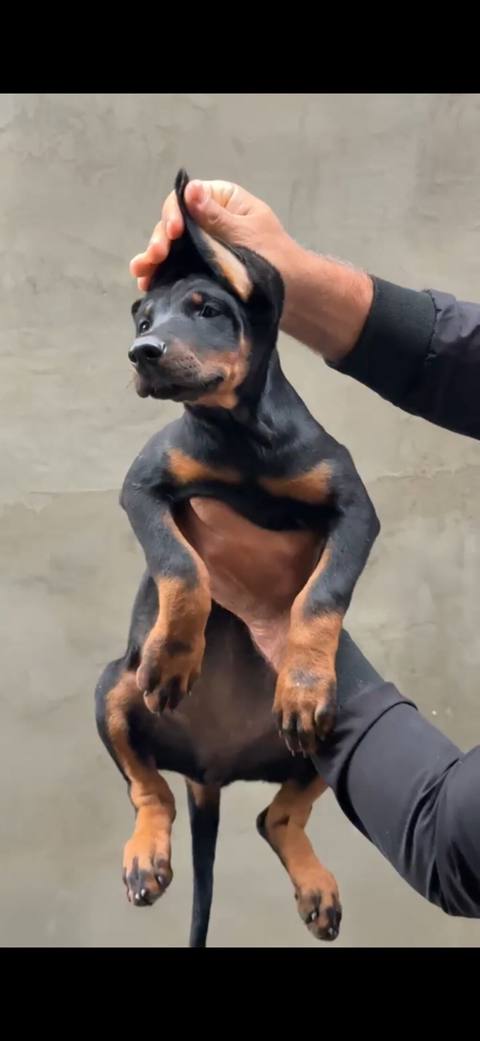 Doberman, 2 ay, Dişi, Peyvəndli — Dogs