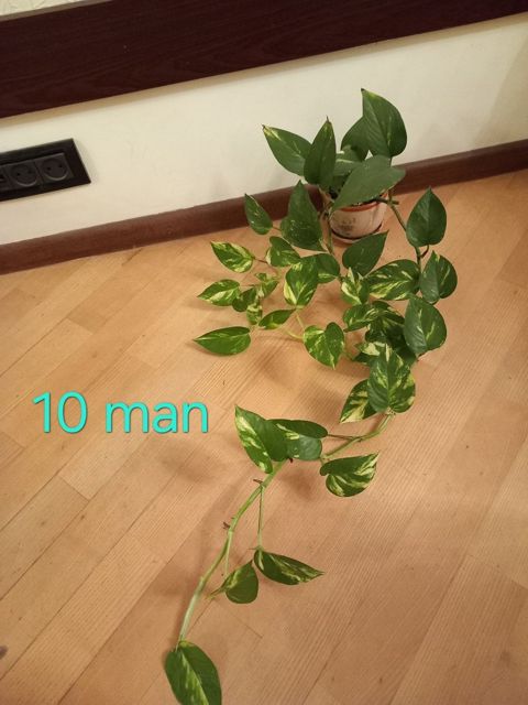 Epipremnum — Bakı