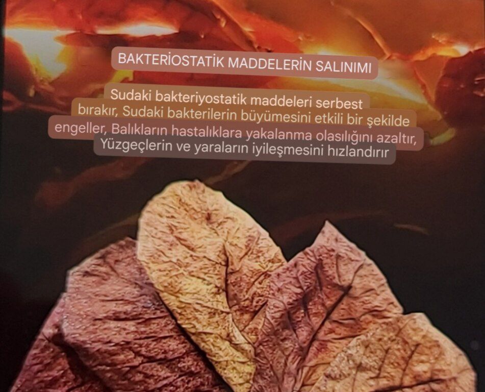 Catappa yarpaqları AAA klass — Akvariumlar və balıqlar, Bakı (4)