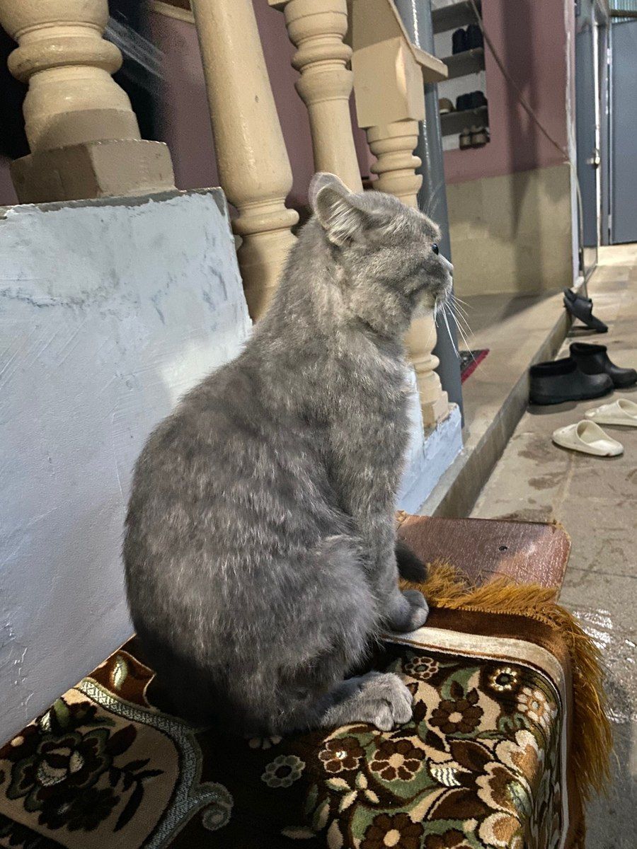 Şotland pişiyi — Pişiklər, Bakı (3)