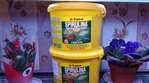 "Tropical Spirulina" balıq yemi — Bakı