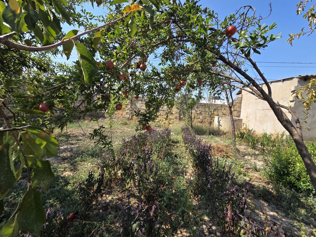 4 sot torpaq sahəsi, Şirvan r — Torpaq, Şirvan (5)