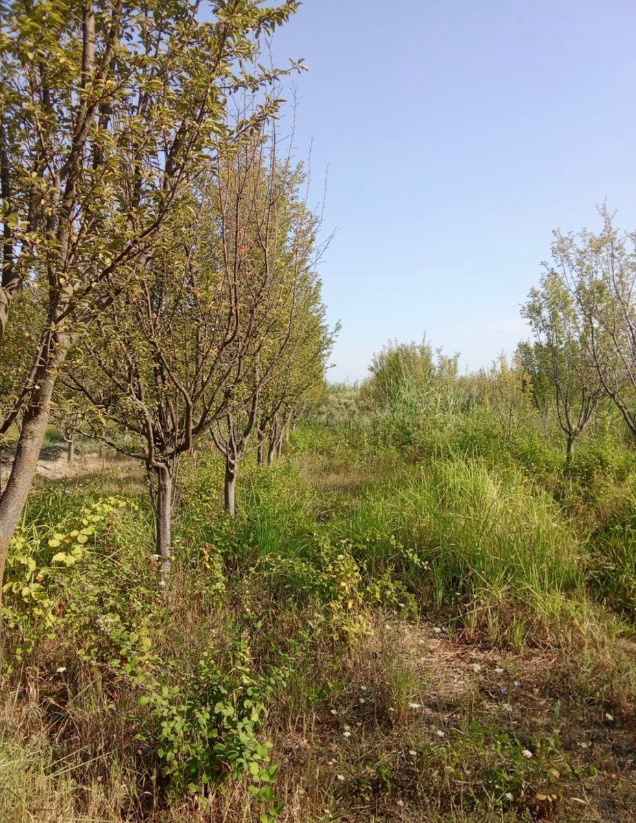 2000 sot torpaq sahəsi, Ağdaş r — Torpaq, Bakı (2)