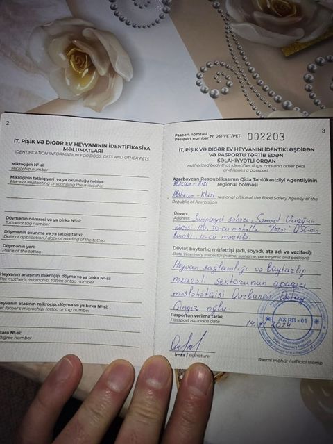 Kane-Korso, Erkək, Sənədli — 200 ₼ · Sumqayıt · Köpəklər Kane-Korso, Erkək, Sənədli — Sumqayıt