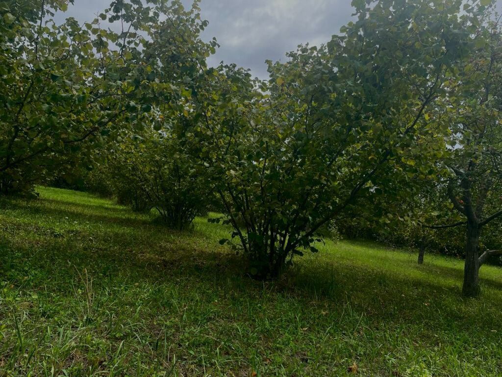 24 sot torpaq sahəsi, Qusar r — Torpaq, Qusar (6)