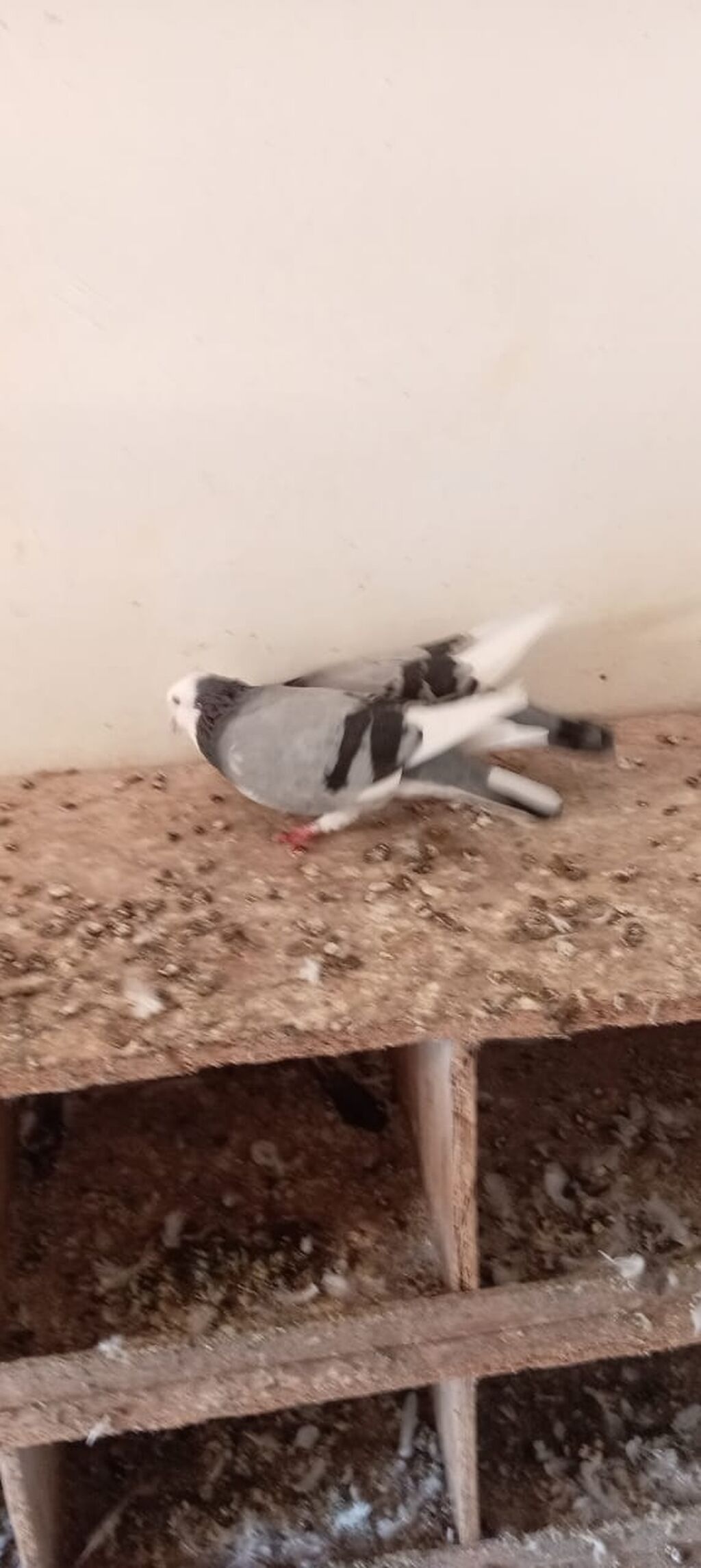 Göy kəmərli ağ başlar hazır cütdülər Ünvan Qobu uçuşları olan — Göyərçin, Bakı (3)