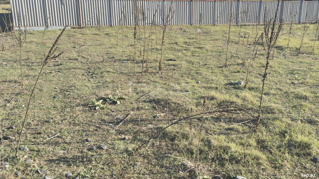 6 sot torpaq sahəsi, Zaqatala ş — Torpaq, Zaqatala (5)