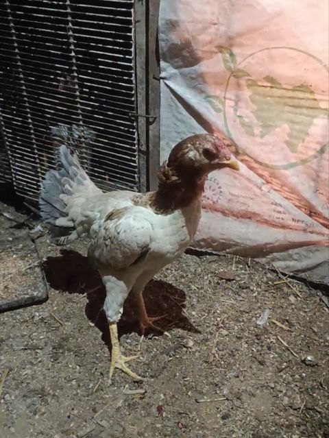 Heyratı — Biləsuvar