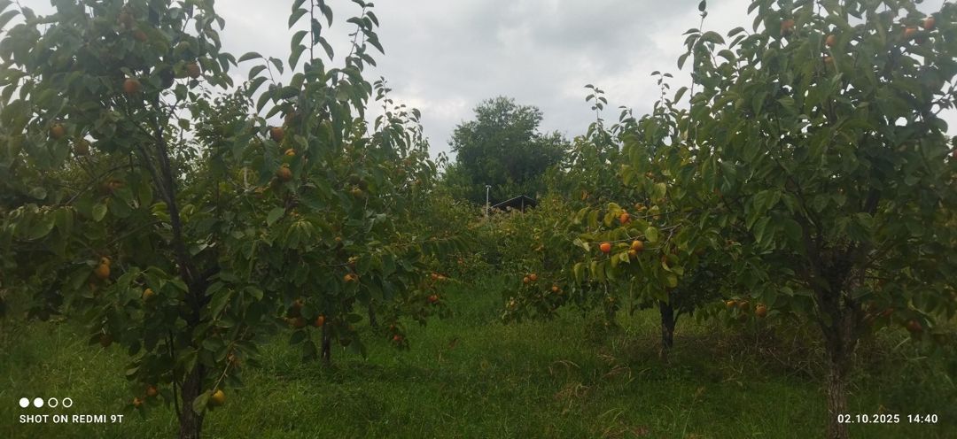 15 sot torpaq sahəsi, Ağdaş r — Torpaq, Ağdaş (12)