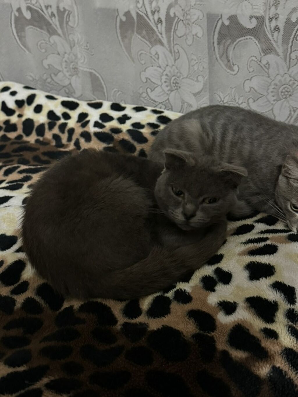 Şotland yastı qulaq — Pişiklər, Samux