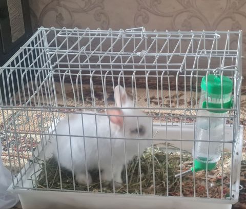 Dovşan üçün qəfəs dəsti davşanda içinde - Material: möhkəm metal — Masazır