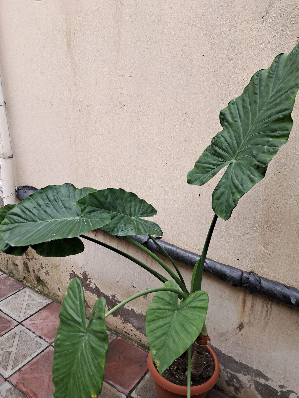 Böyük yarpaqlı tropik dekorativ bitki – Alokaziya (Alocasia/“fil — Qapı bitkələri, Masazır