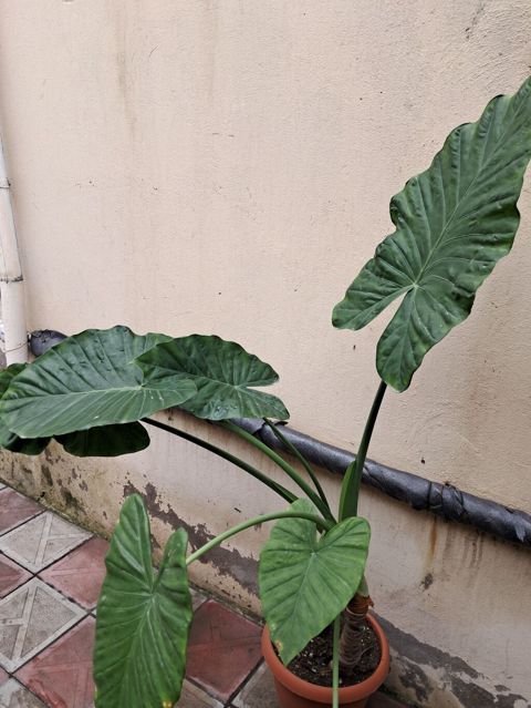 Böyük yarpaqlı tropik dekorativ bitki – Alokaziya (Alocasia/“fil — Masazır