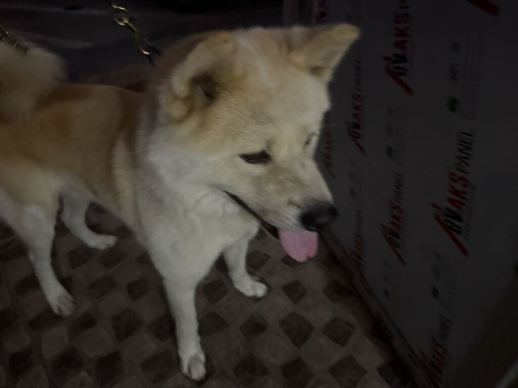 Akita-inu, Erkək — Köpəklər, Bakı (4)