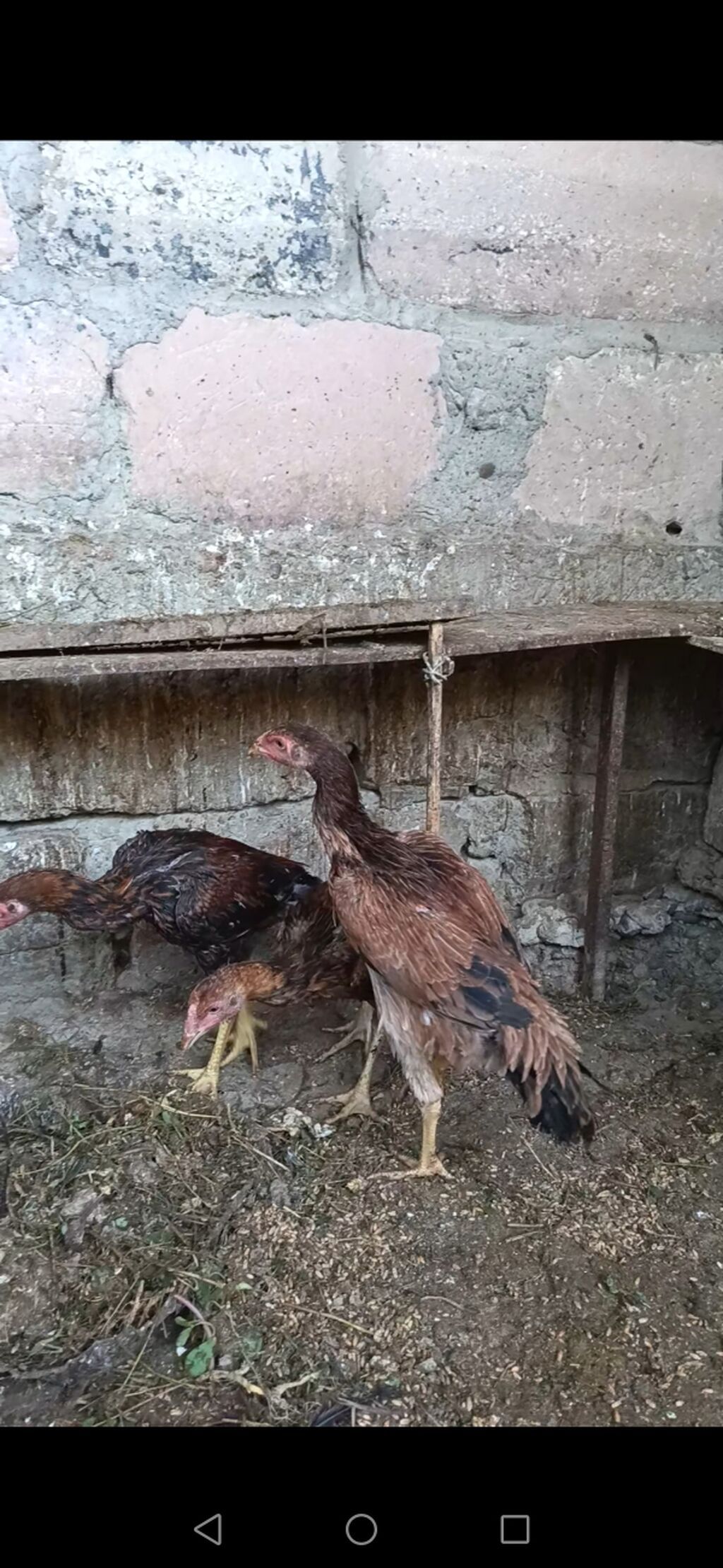 Toyuq cücələri, Damazlıq — Toyuq və xoruz, Mingəçevir (2)