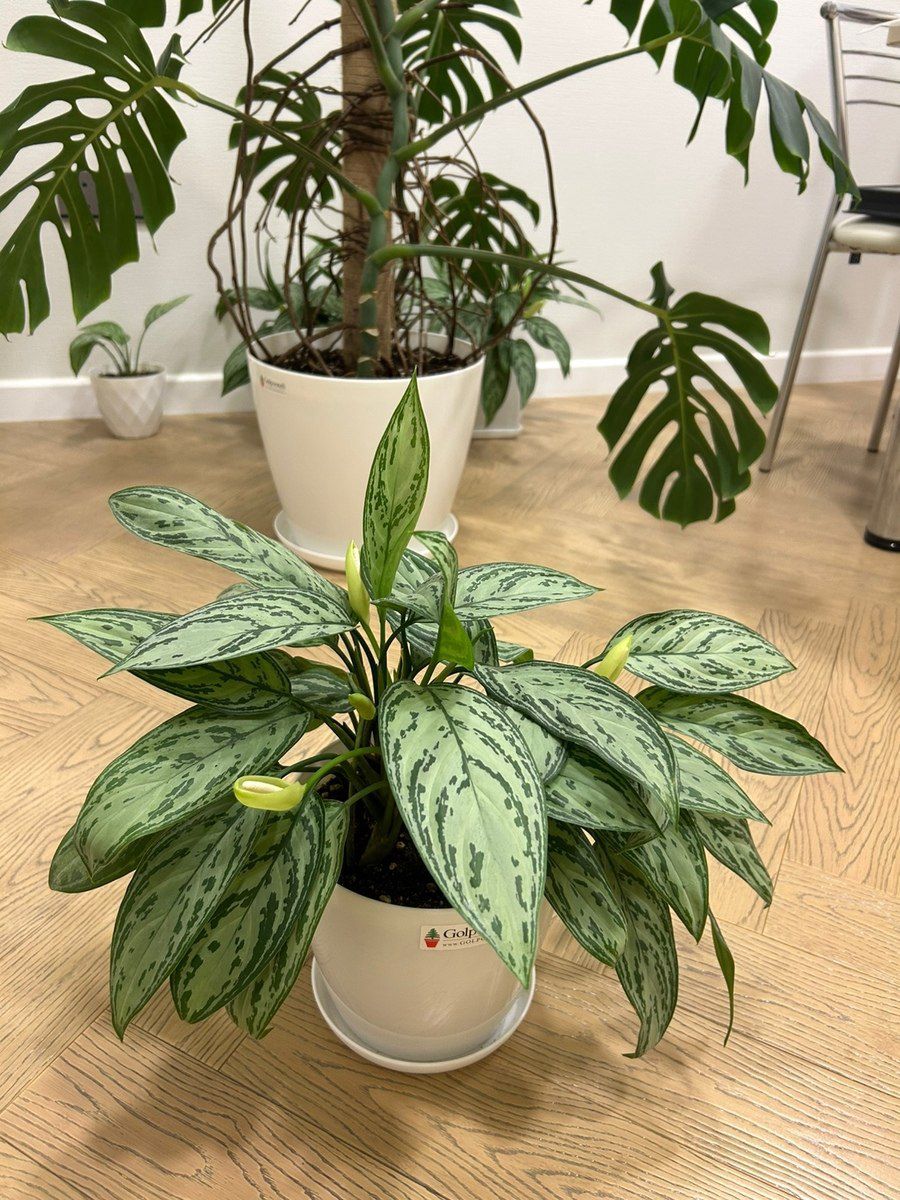 Aglaonema — Bitkilər, Bakı (2)