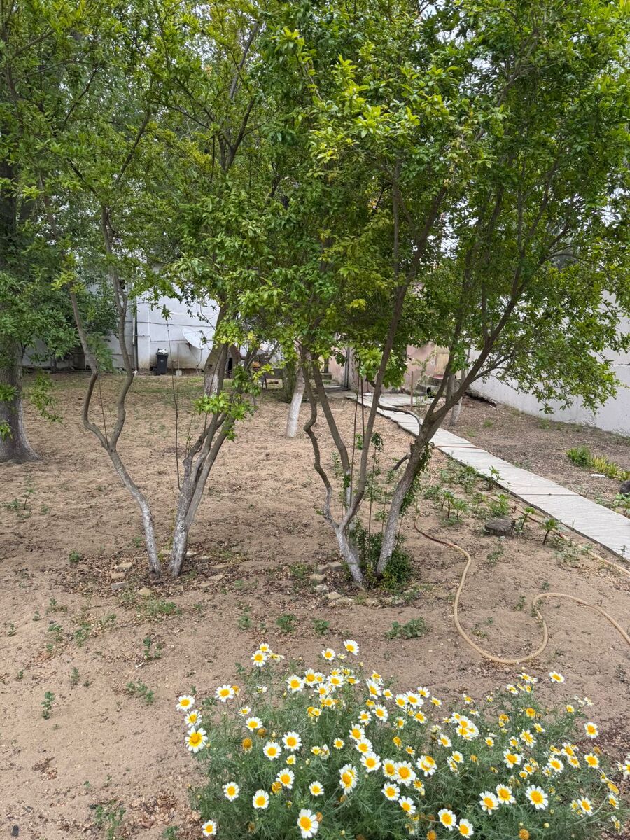 Satılır torpaq 6 sot — Torpaq, Bakı (4)