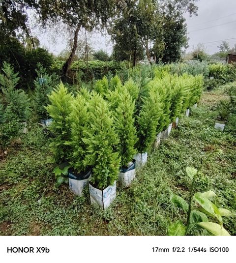 Thuja (Qızıl şam, leylandi tipli dekorativ iynəyarpaq) fidanları — Astara