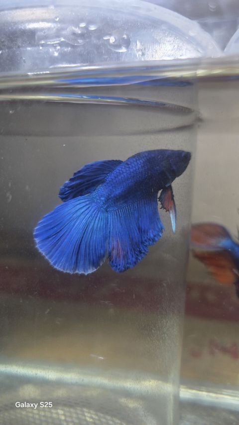 Betta (Petuşok balığı), Sülhsevər, Ödənişli çatdırılma — Güll-Toxum-Satışı