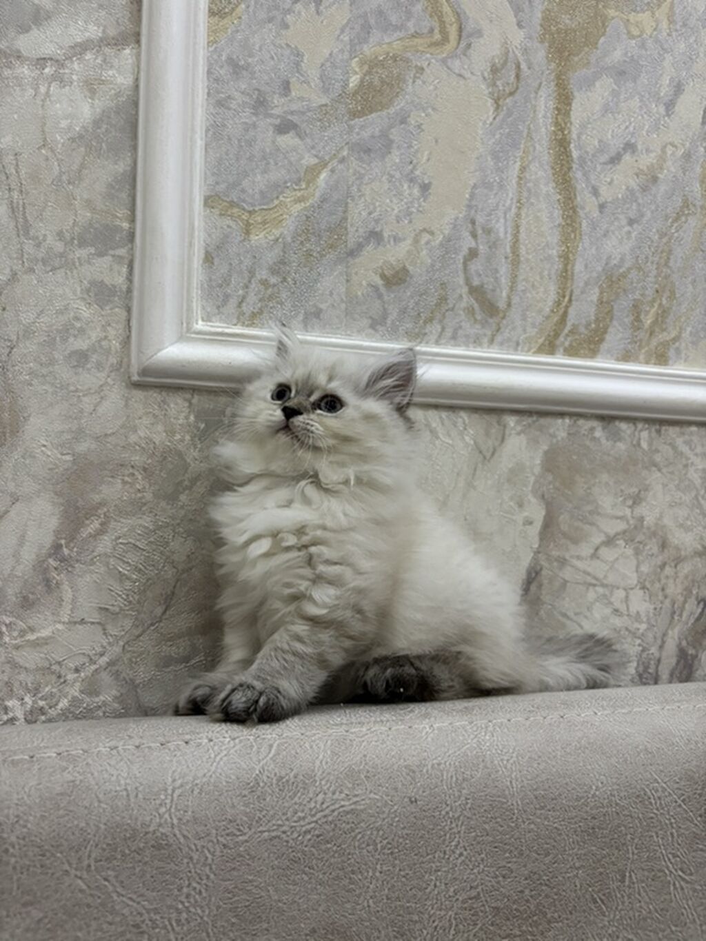 Qızıl şinşilla, Dişi, Yaxşı əllərə, Ünvandan götürmə, Pulsuz çatdırılma, Ödənişli çatdırılma — Pişiklər, Bakı (2)