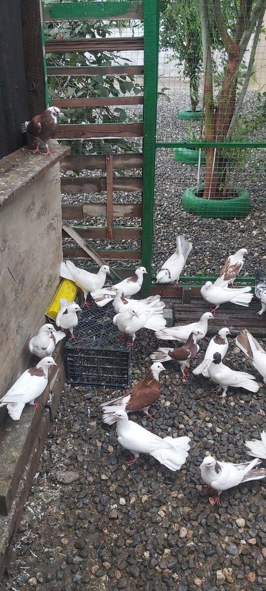 Göyərçinlər — Quşlar, Bakı (4)
