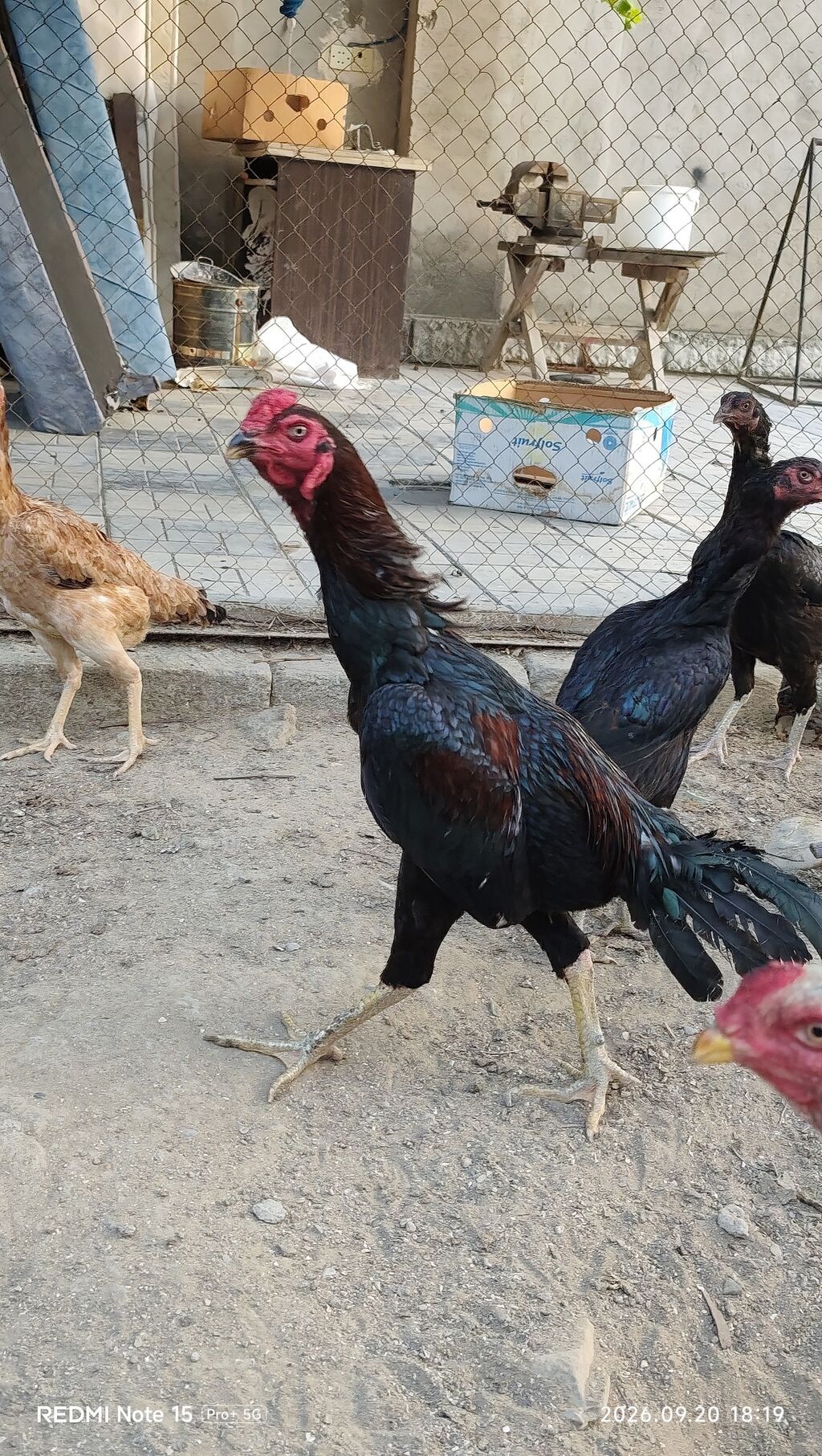 Idial qan bece ve fereler.2 dene 11 ayliq becedi.5 dene 11 ayliq — Toyuq və xoruz, Saray